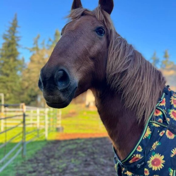 Child Mustang Horse Hair Bracelet with Charm – Ready to Ship (6"–7") - Picture 4 of 4